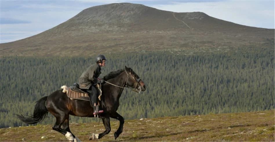 En grupp hästar står vid ett bergigt landskap på Idre Fjäll Camping, omgivna av gräsmarker och rekreationsområden. Hästarna har träns och annan hästutrustning, vilket ger en känsla av fritidsridning i en naturnära miljö.