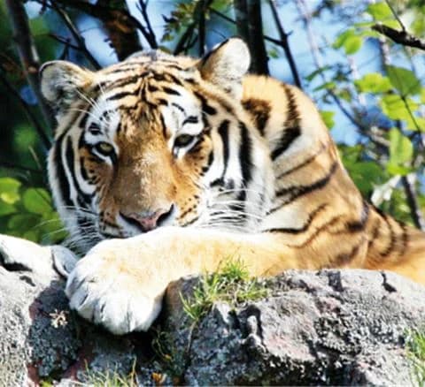 En tiger ligger i en naturlig miljö på Orsa Grönklitt, med tydliga morrhår och en intensiv blick som visar dess vilda och majestätiska natur.