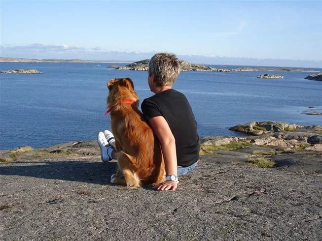 En hund springer glatt på en sandstrand vid havet, omgiven av kustlandskap och semesterfirare på Wiggersviks camping.