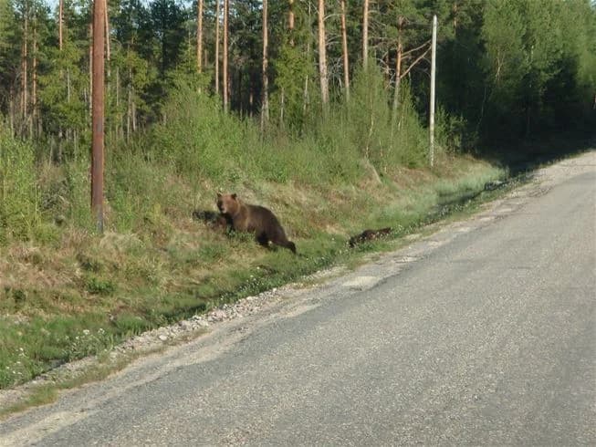 En brunbjörn går längs en grusväg i skogen nära Svegs camping, omgiven av frodig grönska.
