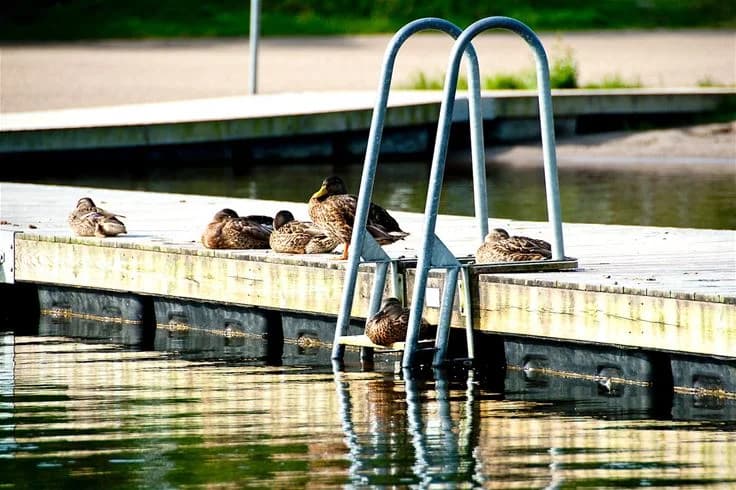 En lugn sjö med spegelblankt vatten där några änder simmar nära en liten brygga, omgiven av grönska vid Rösjöbaden Camping & Stugby.