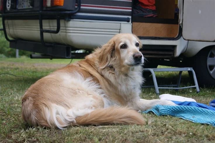 En gyllene retriever ligger avslappnat framför en husvagn på Orebackens camping, omgiven av grönska.