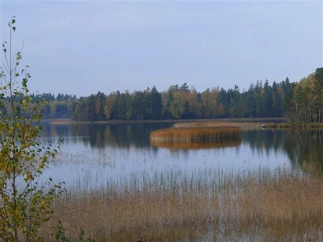 Bild av Mjölknabbens camping med en idyllisk naturlandskap. Vattendrag och färska våtmarker kantas av grönska och skapar en lugn atmosfär vid stranden av en insjö.