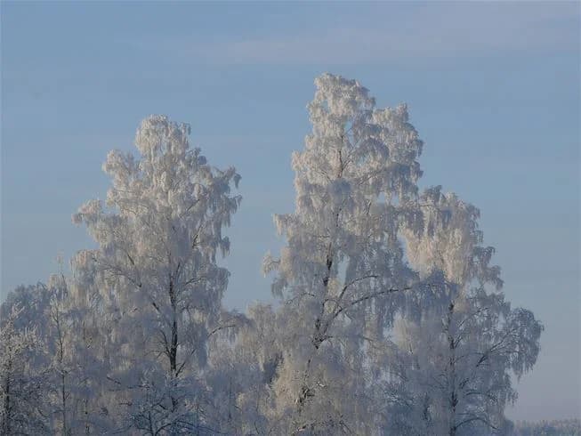 En snöig vinterdag på Mjölknabbens camping, med frostbeklädda grenar och kvistar under en klar himmel.