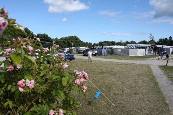 En öppen campingplats på Kiviks familjecamping med tält och husvagnar, omgiven av gröna träd och en parkeringsplats i närheten.