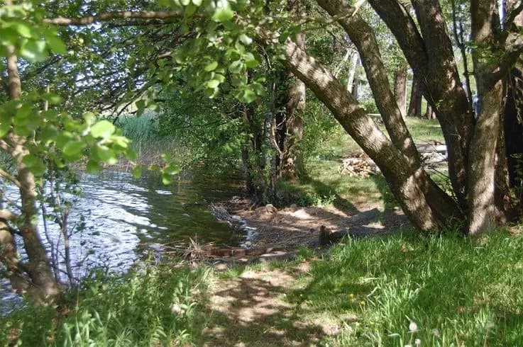 En naturskön miljö vid Hjortsjöns camping med frodig vegetation, vattenbryn och tät skog.