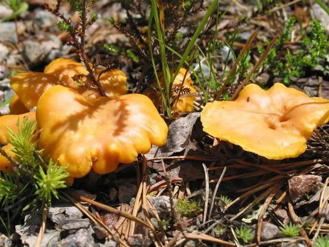 Närbild av en gul/orange svamp som växer i skogen vid Glaskogens vildmarkscamping, omgiven av lummig grönska.