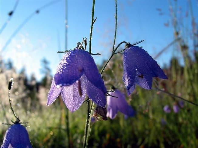 En närbild av en lila blåklocka i Glaskogens Vildmarkscamping, omgiven av grönska under en klar blå himmel.
