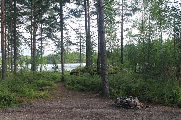 En tät skog med höga träd och frodig växtlighet vid en vildmarkscamping i Glaskogen.