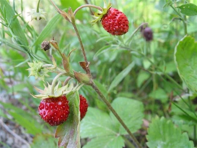 En närbild av färska, röda jordgubbar som ligger tätt tillsammans. Jordgubbarna är saftiga med en djup röd färg och gröna stjälkar, vilket ger en känsla av sommar och naturlighet.