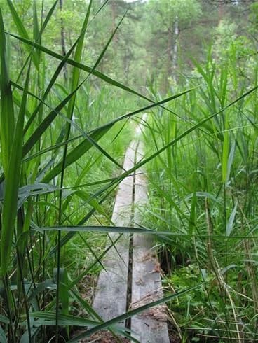 En grönskande vildmark med frodigt gräs och diverse växter. Vyn är typisk för Glaskogens vildmarkscamping, med en naturlig och lantlig miljö.