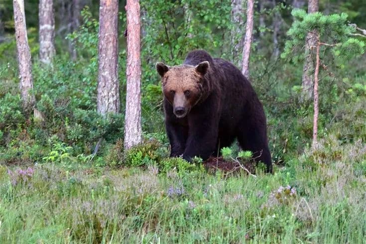 En brunbjörn rör sig genom en tät skog i ett naturreservat, omgiven av vildmarken.