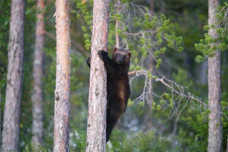 En björn står bland trädstammar och grönska i en skogsmiljö vid Wildlife Sweden Camp Ängra.