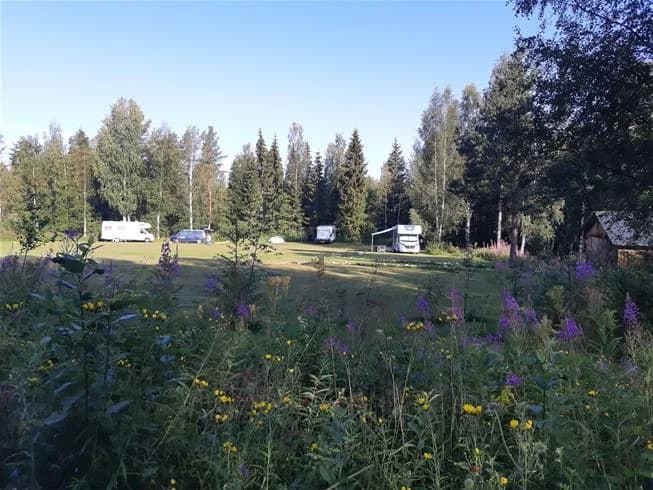 En naturskön vy vid Wildlife Sweden Camp Ängra med gräsmarker omgivna av träd och rik växtlighet i en öppen ängsmiljö.