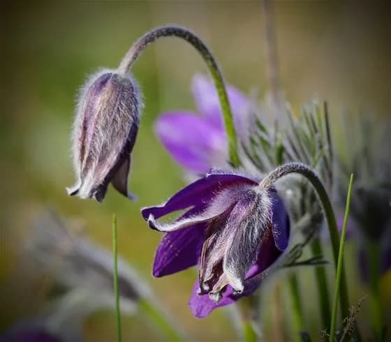 En närbild av lila backsippor med klart definierade kronblad och gul mitt, omgivna av grönska vid Stenåsa stugor & camping. En representation av vildblommor i naturlig miljö.