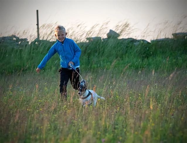 En hund på koppel promenerar med sin ägare på en gräsbevuxen yta vid Stenåsa Stugor & Camping.