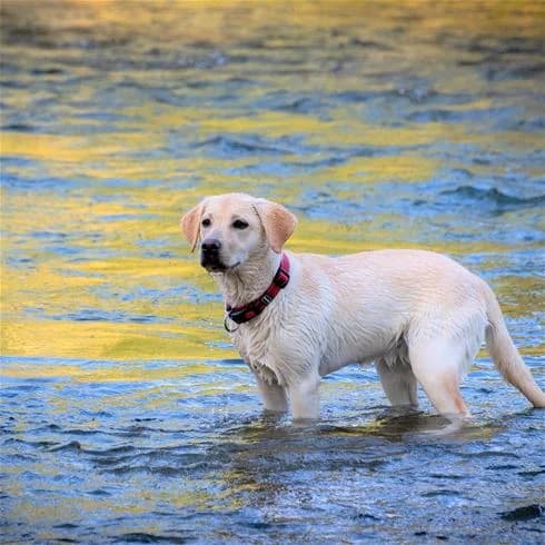 En labrador retriever står vid vattenbrynet på Kalmar Camping - Rafshagsudden, omgiven av grönska och reflekterande vatten.