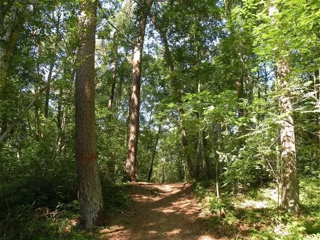 En frodig skogsbild vid Vilshärads camping med tät grön vegetation, träd och lövverk som framhäver platsens naturliga miljö och skogliga landskap.