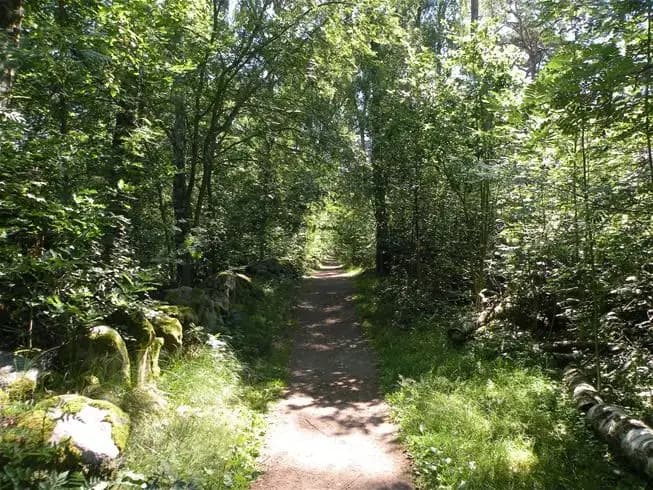 En lummig skogsstig omgiven av tät grönska och träd, typisk för den naturnära miljön vid Vilshärads camping.