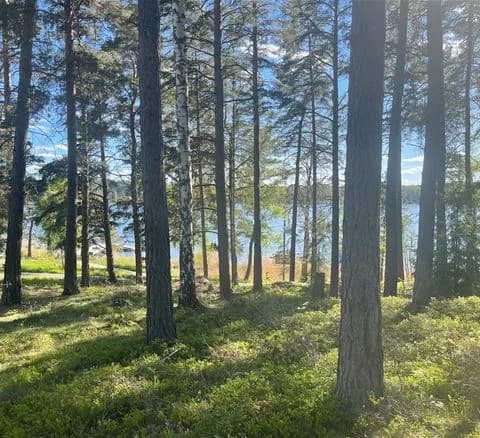 En frodig grönskande campingplats omgiven av träd och natur, med mjukt gräs och lövverk som skapar en avkopplande atmosfär.