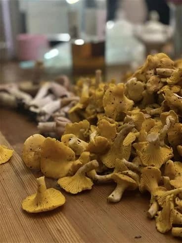 Närbild på en samling svampar, inklusive olika typer av skogssvampar, troligtvis vid Valsjöbyns camping. Marken är täckt av mossa och löv, vilket ger en naturlig och friluftsinspirerad känsla. Det är en påminnelse om områdets rika naturupplevelser och möjligheter för svampplockning.