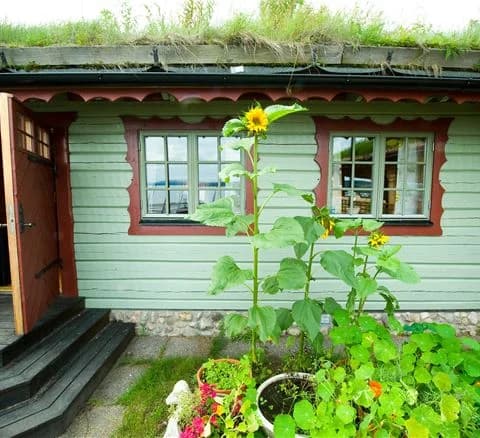 En solig trädgård med prunkande blommor, där solrosor och gröna buskar omger en mysig stuga.