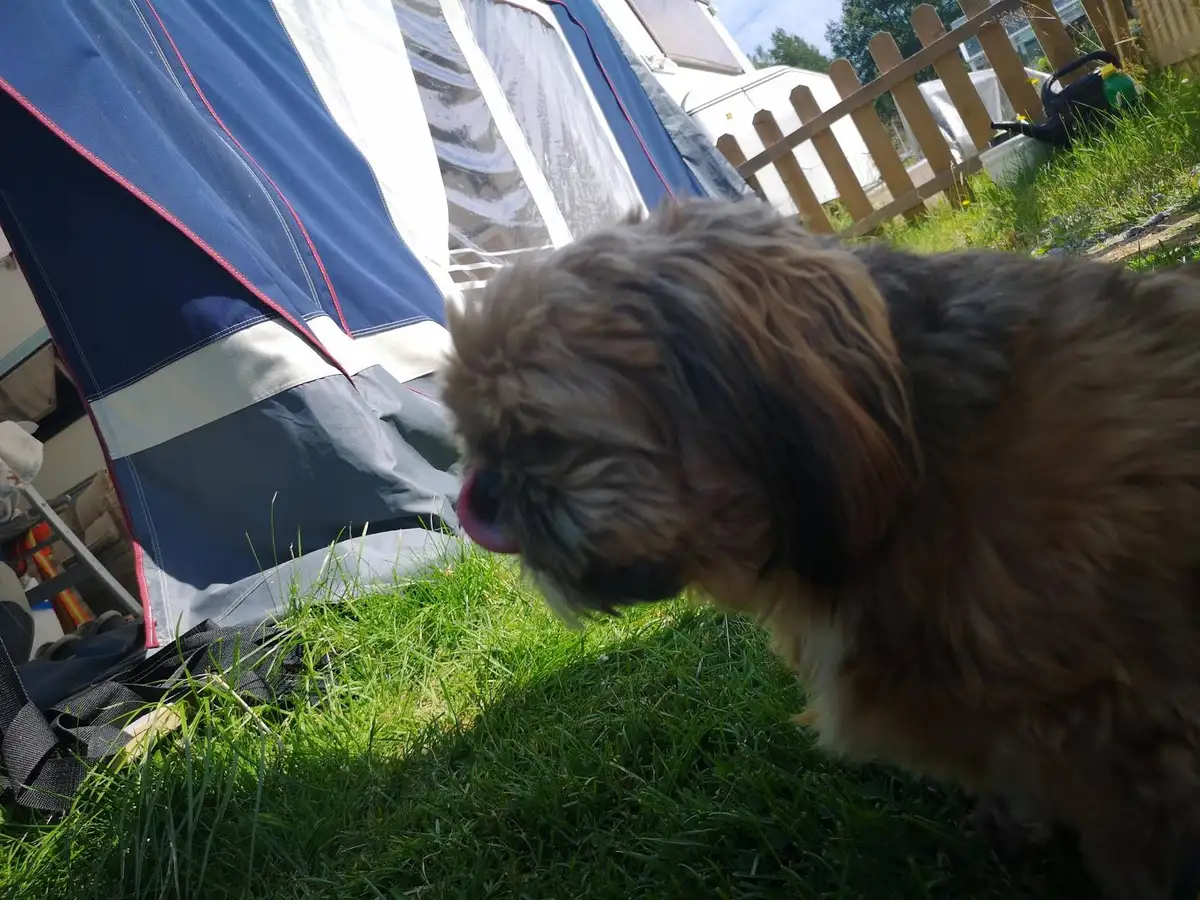 En hund med kort päls står intill ett tält på Norrmjöle camping.