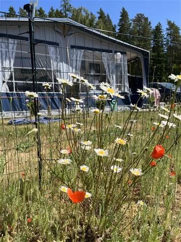 En blomstrande äng vid Gnosjö strand med gröna växter, färgglada blommor och svängande blad omgivna av en lummig trädgårdsmiljö under våren.