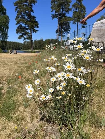 En blomstrande äng i Gnosjö Strand med prästkragar och andra vilda blommor i full blom under en klar himmel.