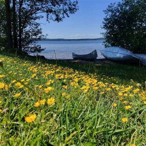Bild av ett grönskande campingområde vid Sandaholm restaurang & camping, med frodig gräsmatta, ängsblommor och omgivande växtlighet.