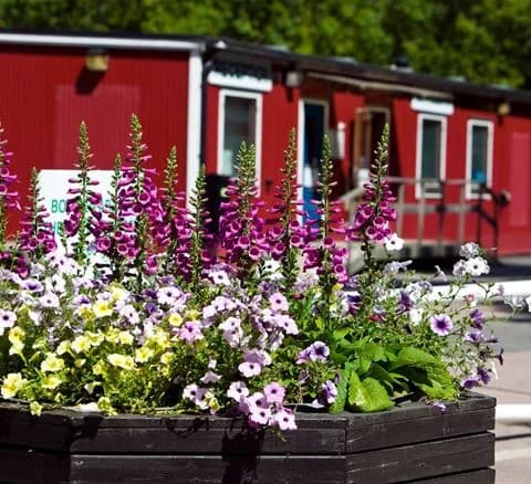 Blomstrande trädgård med rosa och lila perennblommor på Lisebergsbyn.