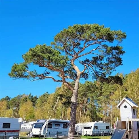 En somrig campingplats med tält och husbilar uppställda, omgiven av grönskande natur och med glada besökare som njuter av sin fritid i Båstad Camping.