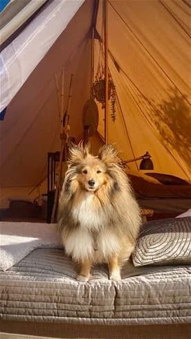 En liten hund sitter framför ett tält på Båstad camping, omgiven av campande utrustning.