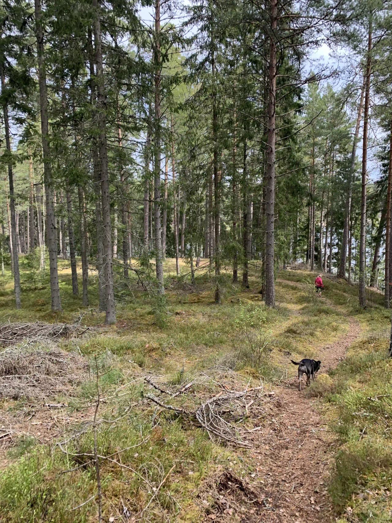 En skogsstig omgiven av täta träd och gröna blad i en naturlig och vildvuxen miljö på Nyhemsgården.