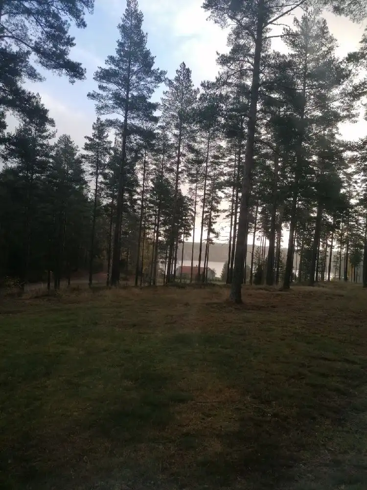 En naturskön vy vid Nyhemsgården med grönskande träd och gräsmatta, omgiven av skogsmiljö och ett öppet landskap.