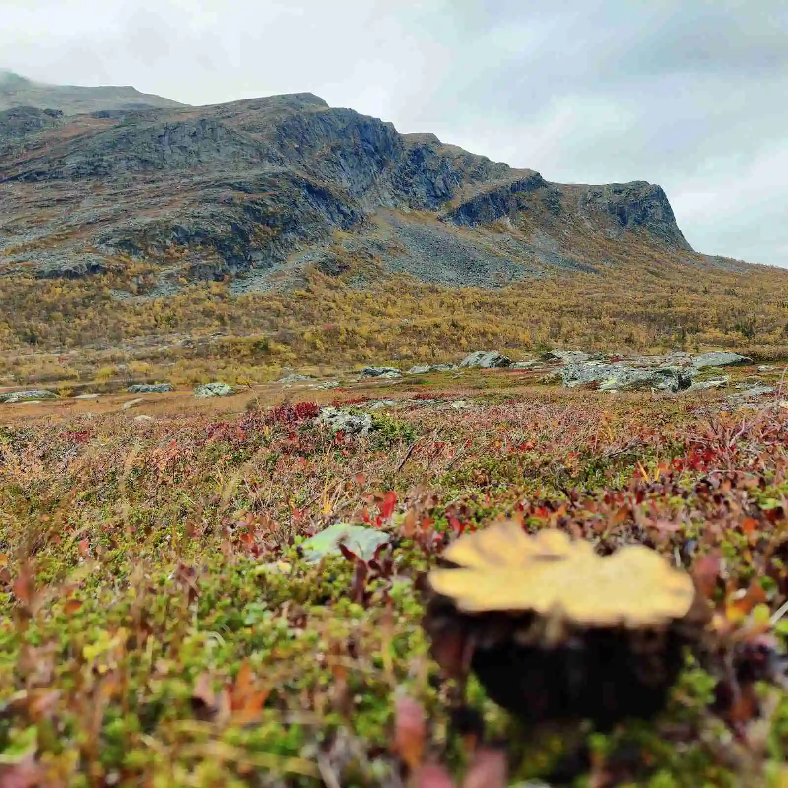 En naturskön vy över Grönfjälls Fritidsby med bergsformationer i bakgrunden, omgiven av vildmark och gräsbeklädda kullar.