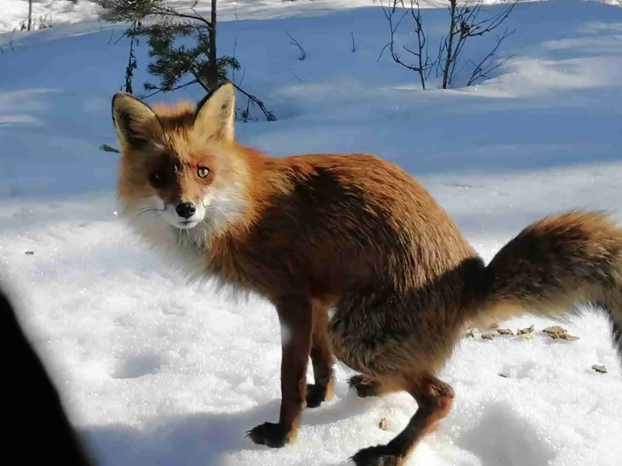 En röd räv står på snötäckt mark vid Sörälvens Fiske Camping & Stugby, vinterlandskapet ger en känsla av vildmark och naturliv.