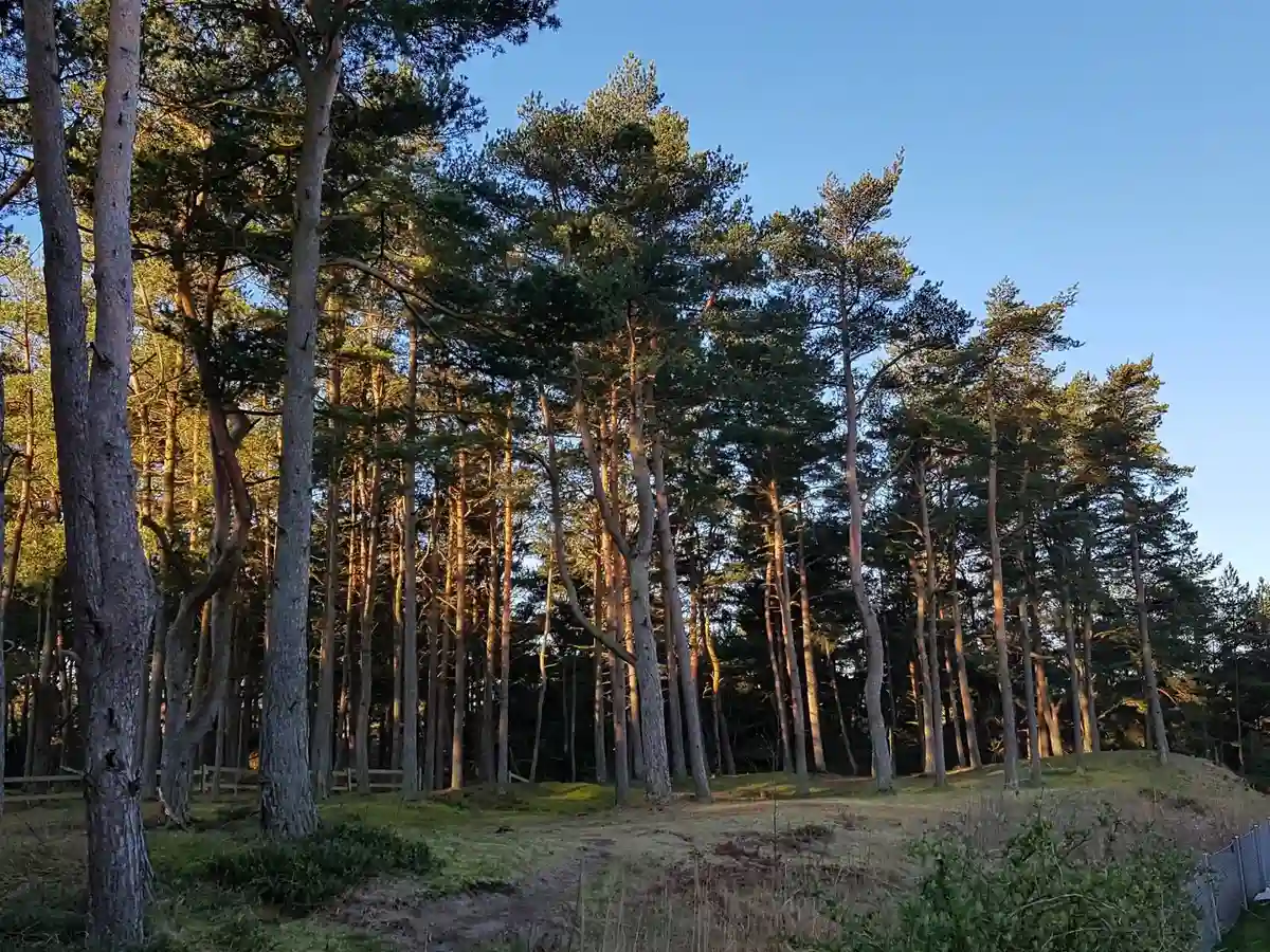 En grön och lummig skogsdel av Borrbystrand Camping, med täta träd och frodig vegetation som skapar en naturskön omgivning.