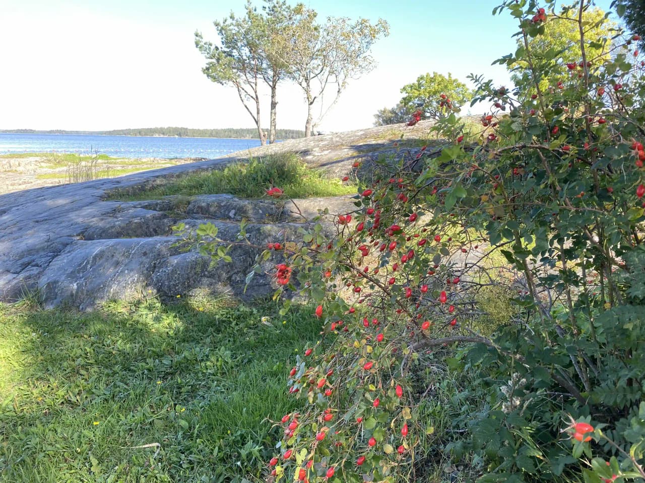 Bild av Hargshamns camping med naturskön miljö som visar röda vilda blommor och bärbuskar i förgrunden, inklusive nypon och rönn. Bakgrunden domineras av gröna buskar och pelargoner, vilket skapar en inbjudande atmosfär för besökare.