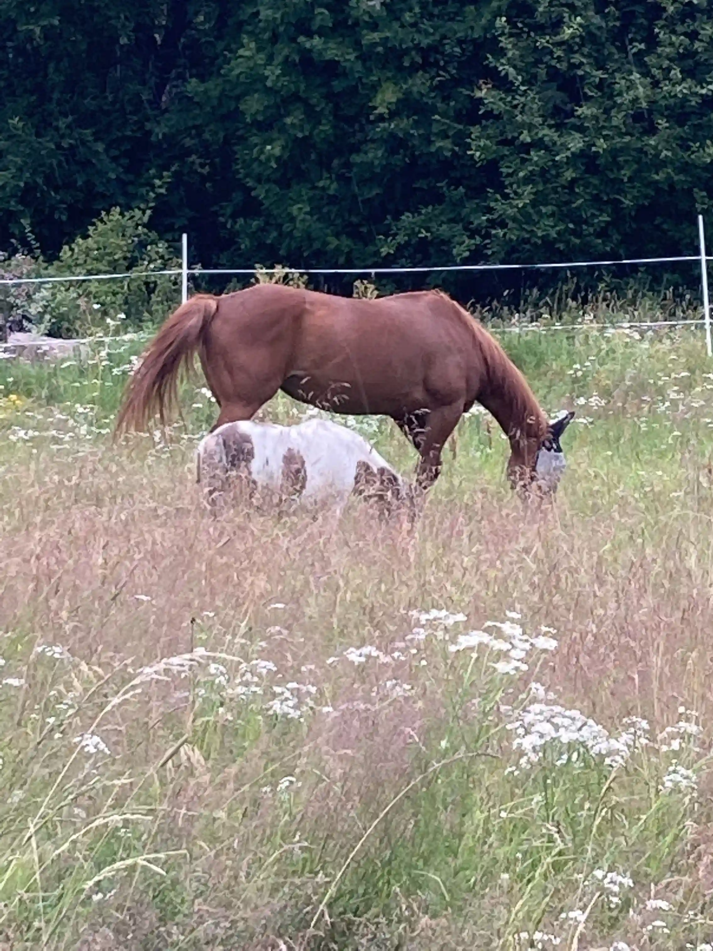En häst betar i grönt gräs på en äng vid Måvikens camping & naturområde, omgiven av lummig natur.