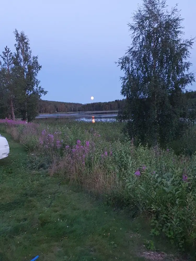 En lummig campingplats vid gammeltomtens camping, omgiven av frodig växtlighet med buskar och gräs. Ett stämningsfullt kvällsskimmer ger en fridfull atmosfär över de vidsträckta ängs- och våtmarksområdena.