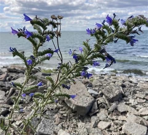 Vildblommor av olika arter i färgglada nyanser pryder marken vid Wikegårds semesterby & ställplatscamping, omgivna av grönska och friluftsliv.