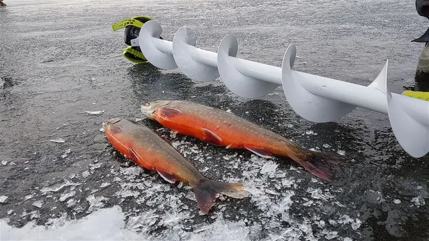 En båt ligger förtöjd vid en liten brygga i en lugn insjö, omgiven av täta skogar. Flera stora fiskar, möjligen laxartade, ligger i förgrunden nära bryggan. Solig dag med klar blå himmel ovanför Jormvattnets Fiskecamp.