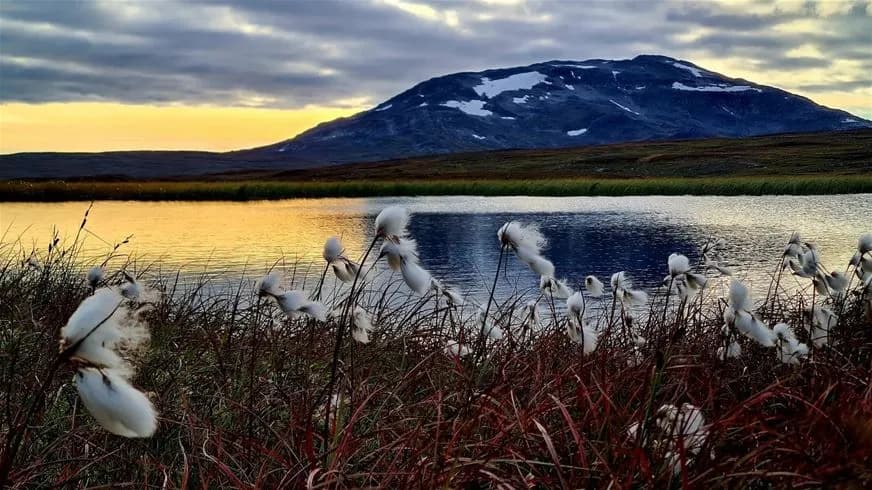 Bilden visar en storslagen vy över ett bergigt landskap vid Jormvattnets Fiskecamp, med höga berg och kullar som sträcker sig mot horisonten under en molnig himmel.