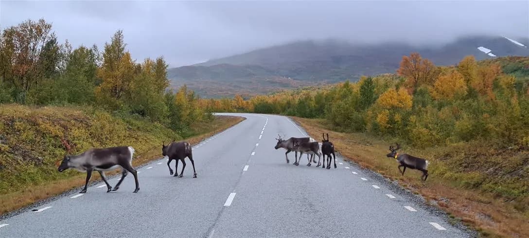En grupp vilda hjortar betar på en äng nära Jormvattnets fiskecamp, med en landsväg i bakgrunden.