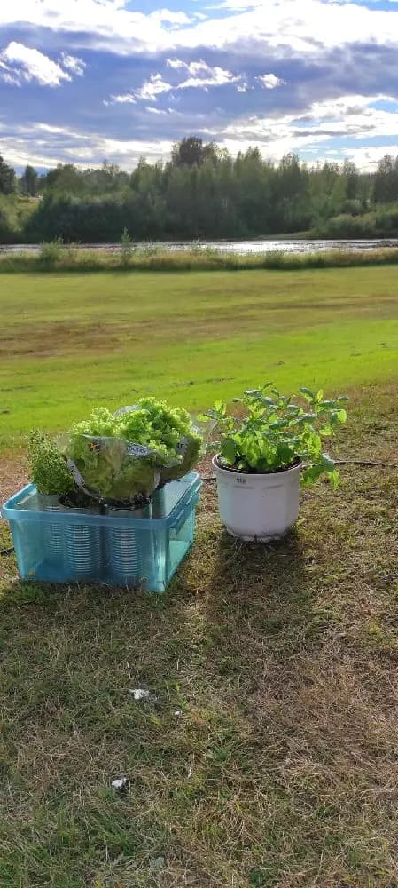 En grönskande trädgård med örter och jord, omgiven av planteringar och lantbruk, i anslutning till Sangis Motell och Camping.