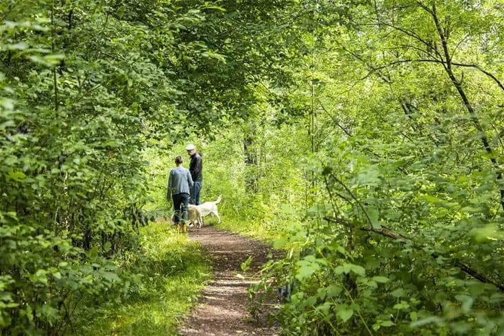 En hund går längs en stig omgiven av tät skog och grön vegetation vid Älvdalens camping.
