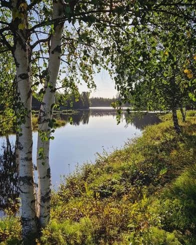 En naturskön miljö på Hede Camping, med grönskande vegetation och frodig skog vid en vattendrag.