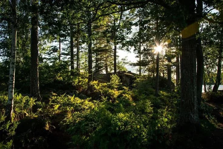 Bilden visar en grönskande skogsdunge med täta träd och lummig vegetation vid Långsjön Stugor & Camping.