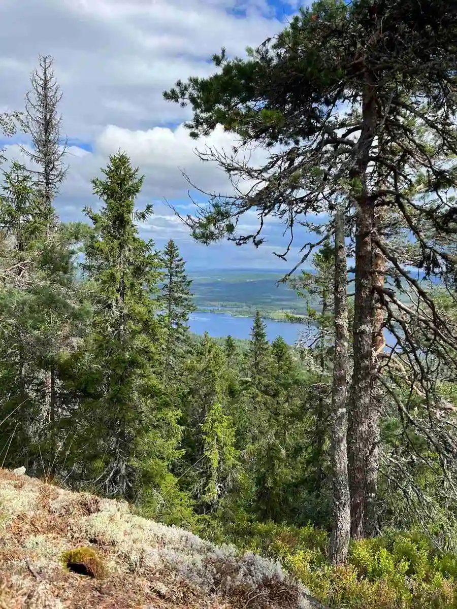 En grön och frodig skogslandskap i Camping Fristad, med tät vegetation bestående av gran- och lärkträd.